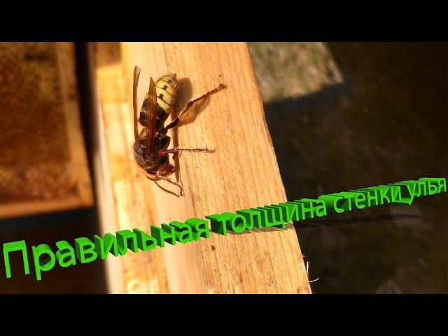 Профессор Кашковский: Какая должна быть стенка улья?