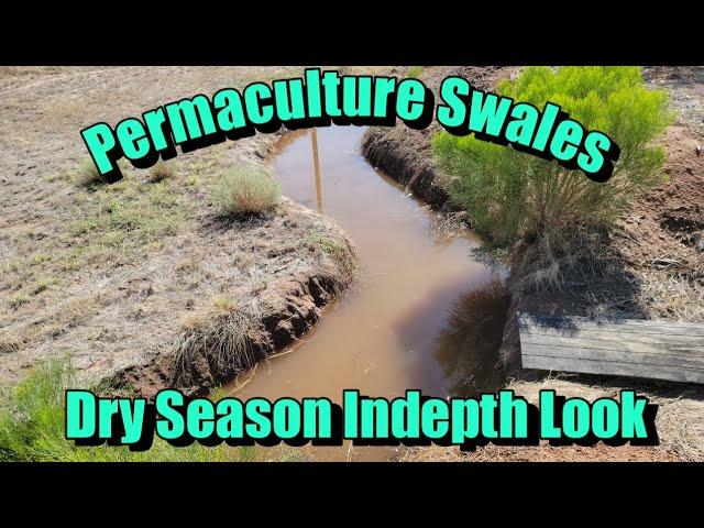 Permaculture Swales in Sonoran Desert. 6th Year. Drought Proofing Food Forest & Garden