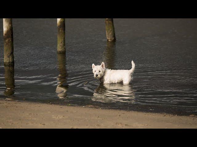 How to Choose a Reputable Westie Breeder: Essential Tips for Finding a Healthy Puppy