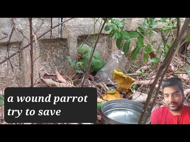 Wounded Parrot struggling for life  | trying my best to save the life  