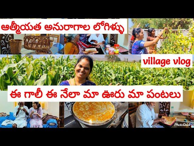 మా పల్లెలో పంట పొలాలు ️ మా పిన్ని ఇచ్చిన కనకాంబరాలు️ ఆత్మీయతకు అనురాగానికి లోగిళ్ళు  family vlog