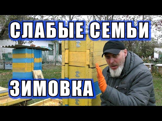 ЗИМОВКА СЛАБЫХ СЕМЕЙ.