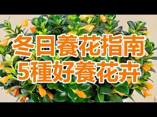 冬日養花指南：五種好養又驚豔的花卉，讓你家溫暖如春！