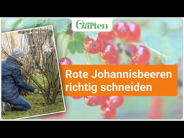 Schritt für Schritt: Rote Johannisbeeren richtig schneiden - Gartentutorial