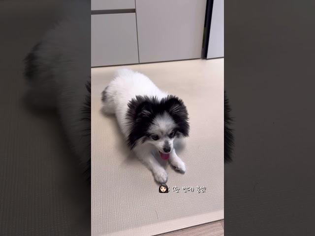 충성 잘못배운 변겨울  #pomeranian #dog #puppy #cutedog #포메라니안 #강아지 #funny #animals