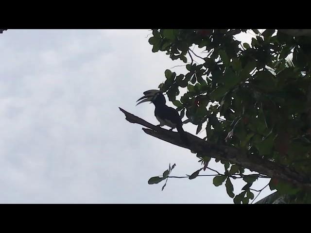 Hornbill Call