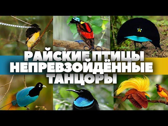 Райские птицы - непревзойдённые танцоры.  HD 1080. "Очевидное - Невероятное".