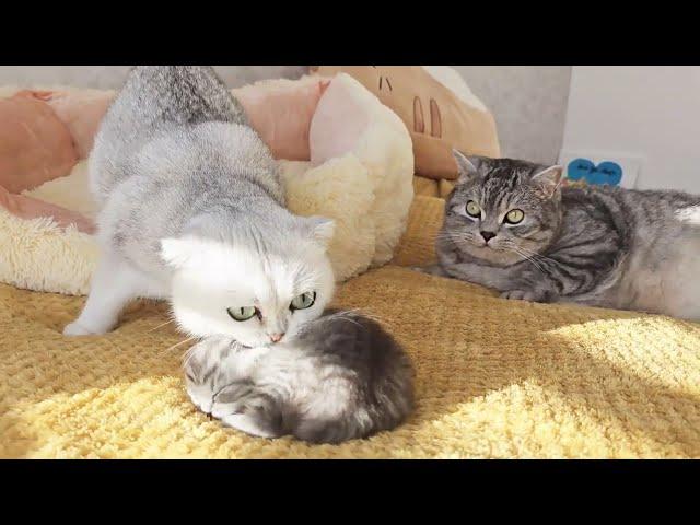 Mom cat showed the kitten to dad cat and takes it back to the box