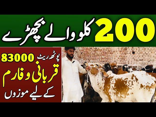 Universal Topics Visit A Cattle Farm In Renala Khurd | 200 kg Weight Bulls | Pootah Rate 83000 Rs