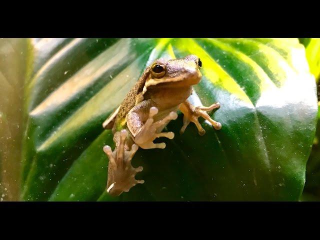 *UNBLOCKED* A DAY AT JENSENS REPTILES!