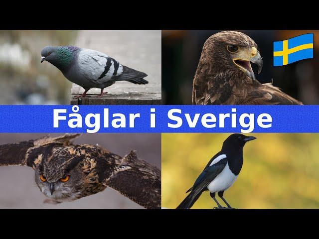 Fåglar i Sverige | Namn & Läten | För Barn | Svenska