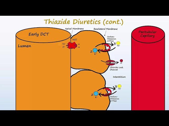 Diuretics - Part 2 - Loops, Thiazides, K+ Sparing, and ADH antagonists