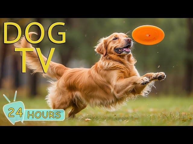 DOG TV: Video Entertainment Prevent Boredom and Fun for Dogs When Home Alone - Best Music for Dogs