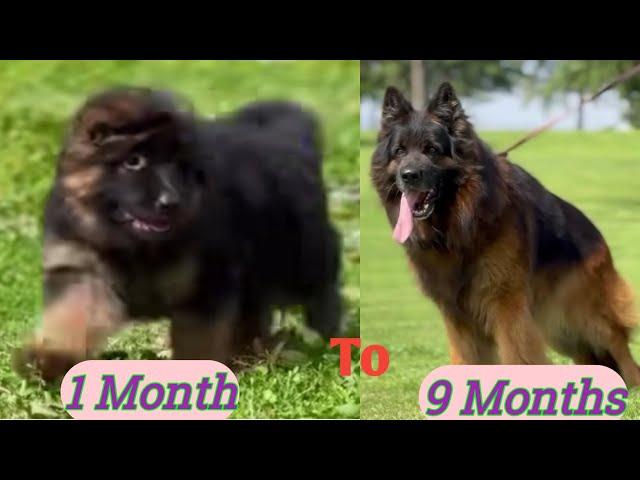 German Shepherd Puppy Growing up from 30 days to 9 months || gsd puppy 2024  #longcoatgermanshepherd