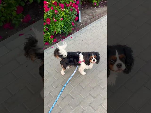Smycz - Stitch‍ Spacer z psem #dog #stitch #togheter #love #spacery #wiosna2025 #freetime