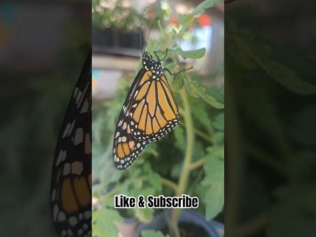 Just Because... #butterfly #veteran #gardening #miami