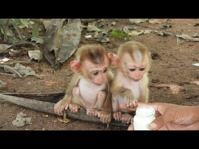 Baby monkey smiles happily when he sees the bottle of milk I hold him smirking at the milk