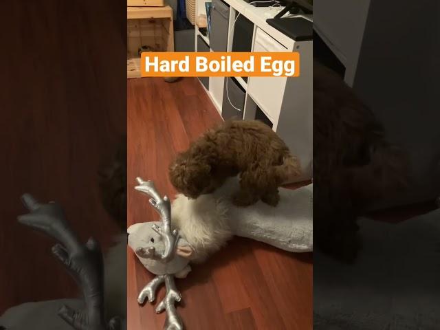 Cavoodle Vs. Hard Boild Egg #cavoodle #puppy