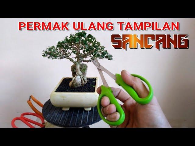 Reposisi ulang bonsai sancang on the rock #bonsai #bonsaisancang #bonsaiontherock #premna