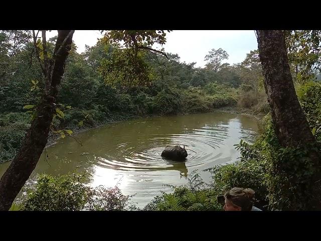 Greater One-horned rhinoceros fighting in Chitwan National Park.