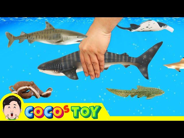 Let's raise Whale shark in my fishbowㅣkids education, Animals animationㅣCoCosToy