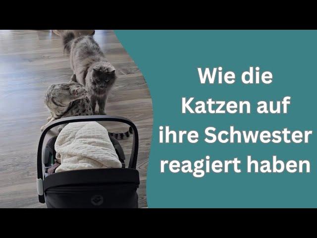 So haben die Katzen auf ihre kleine Schwester reagiert