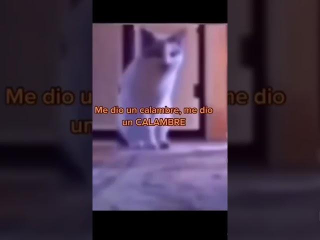 gAtOS QuE RomPiERoN eL SisteMA !! #memes