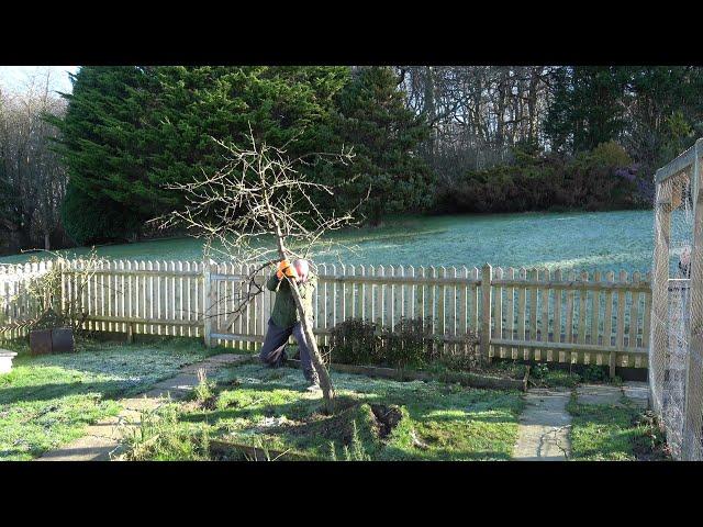 Man vs Small Tree.  Attempting to Uproot a Small Tree Without Tools.