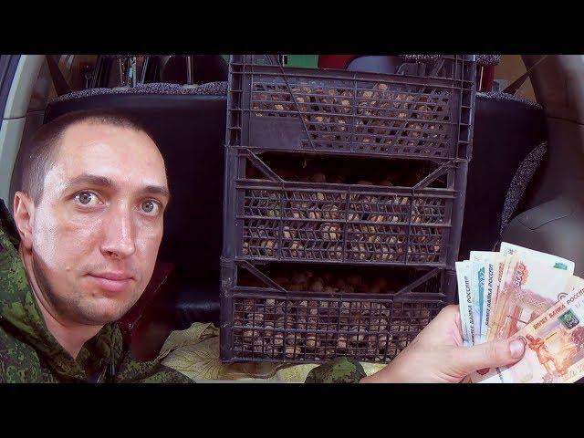#2 Сколько Можно Заработать на ОРЕХАХ?