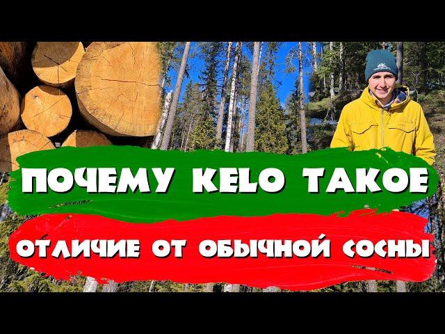 Почему kelo такое? Отличие от обычной сосны. СК Строим Дом Мечты.