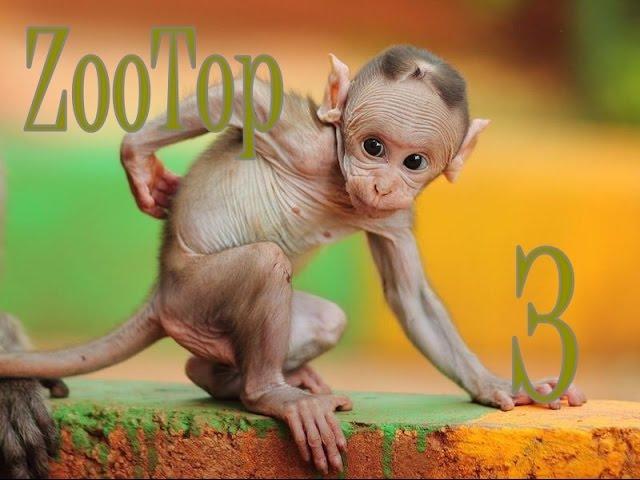 ZooTop #3 Приколы с животными