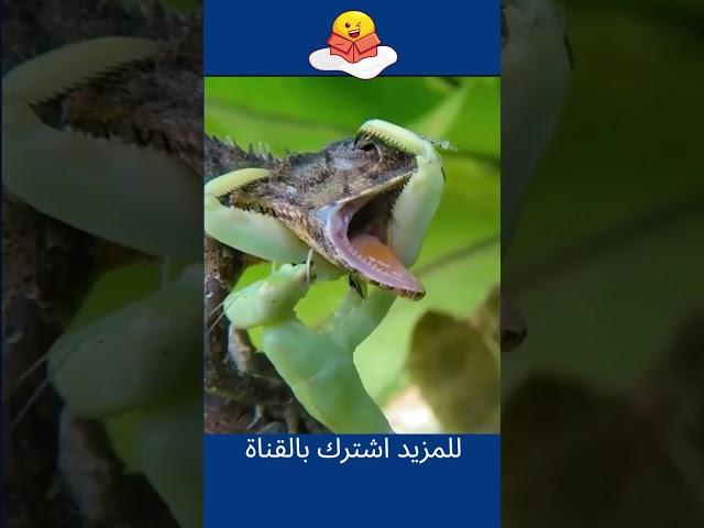 فرس النبي  بروس لي عالم الحيوان   2