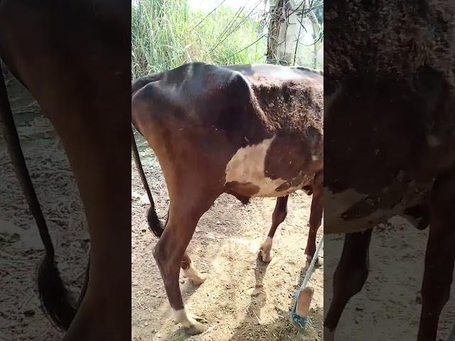 indian ox