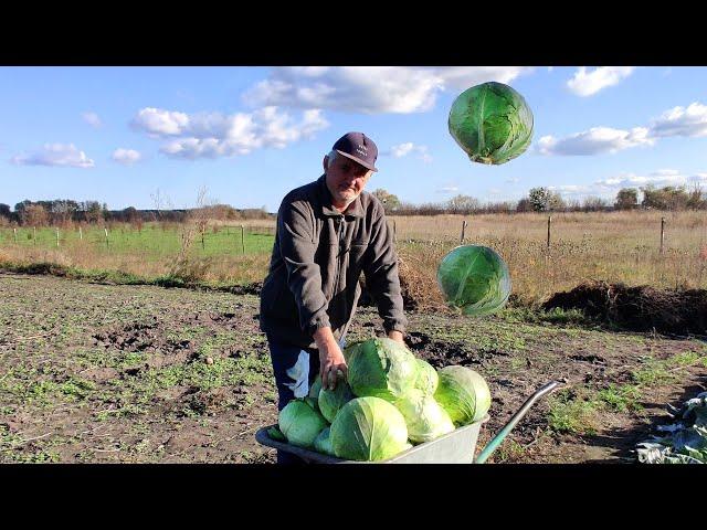 Harvesting Cabbage оn My Homestead