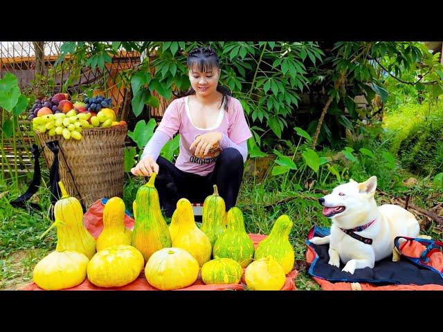 Harvesting Green Squash Goes To Market Sell - Take Care of The Garden | Phuong Daily Harvesting