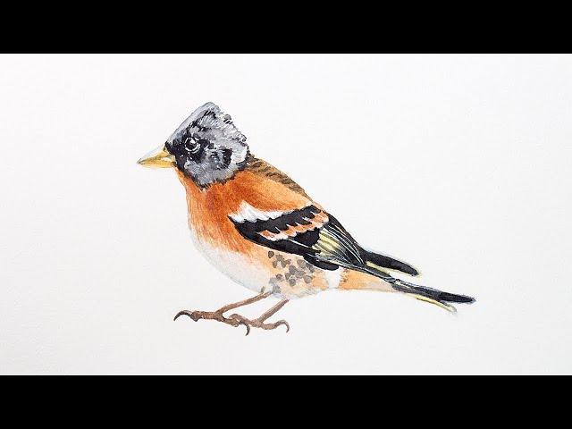 Painting a finch in watercolor | brambling sketches + detailed illustration