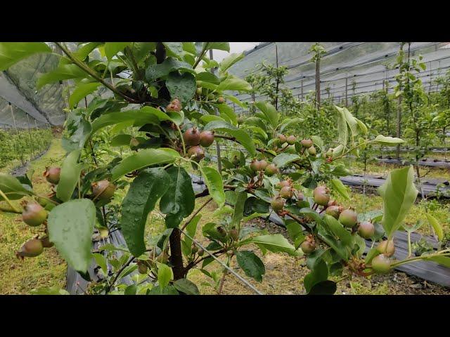 Fruit thinning on M9 Rootstock. Crop load management.