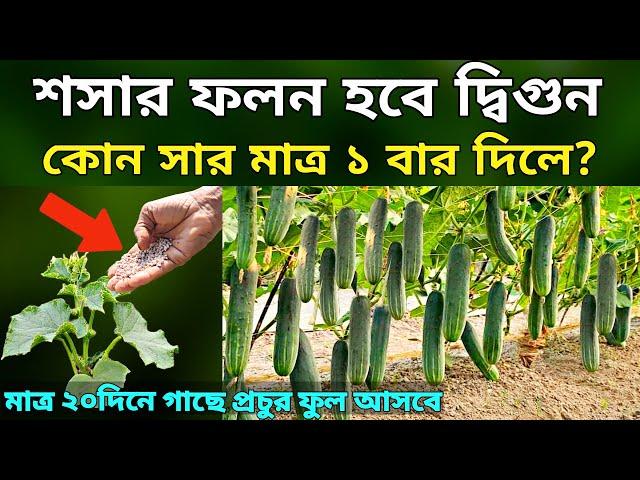 কোন সার মাত্র ১ বার দিলে - শসা গাছে ফলন হবে দ্বিগুন - মাত্র ২০ দিনে গাছে প্রচুর ফুল আসবেই