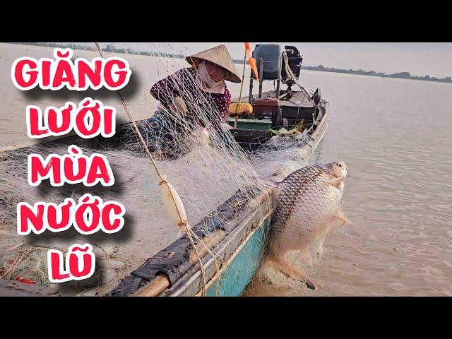 Nước Tràn Bờ Đê , Cá Lủi Đầu Vào Lưới | #66TV #fishing