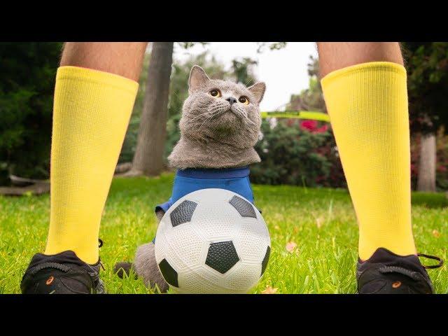 World Cup Cats