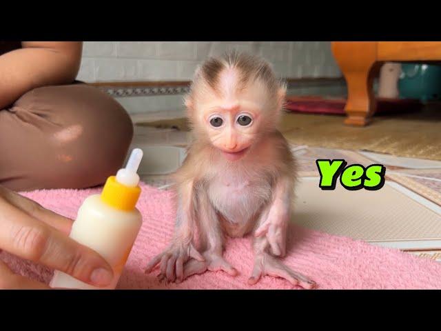 baby Monkey Tina is hungry and wants to drink milk, so poor