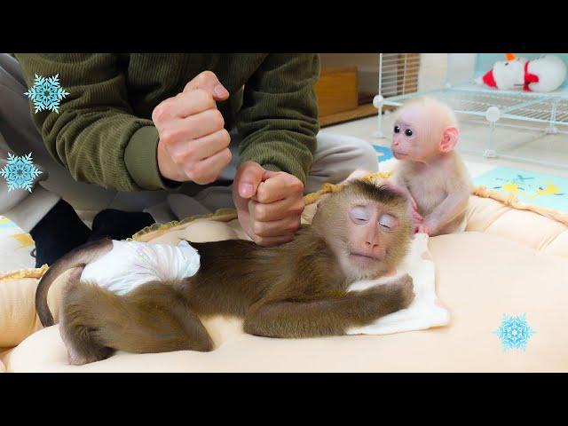 Dad gave PUPU Monkey a massage and Poki Monkey got him warmed up