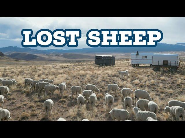 Hauling Lost Sheep To The Winter Range! (Part 2)