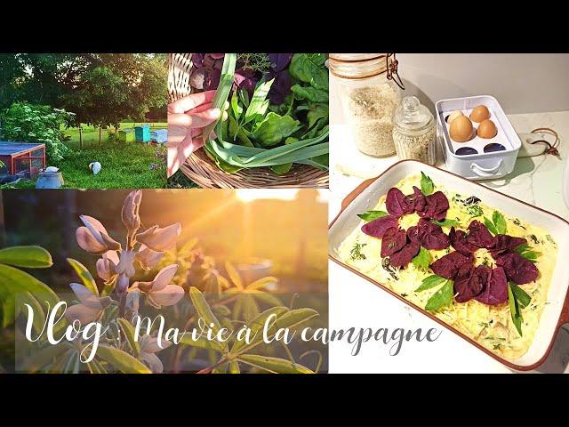 Vlog #1 Ma vie à la campagne, légumes du jardin et petit tour à la ruche