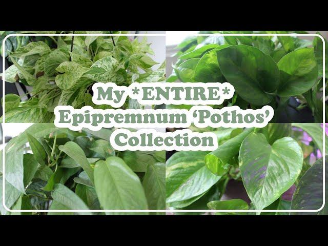 My Entire Epripremnum 'Pothos' Collection | 10+ Species + Pothos Care Tips