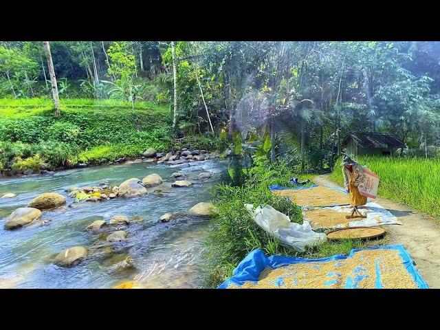 MASYA ALLAH TIDAK DI SANGKA Seenak Ini Datang Ke Kampung Yang Indah Pemandangan Alam Desanya