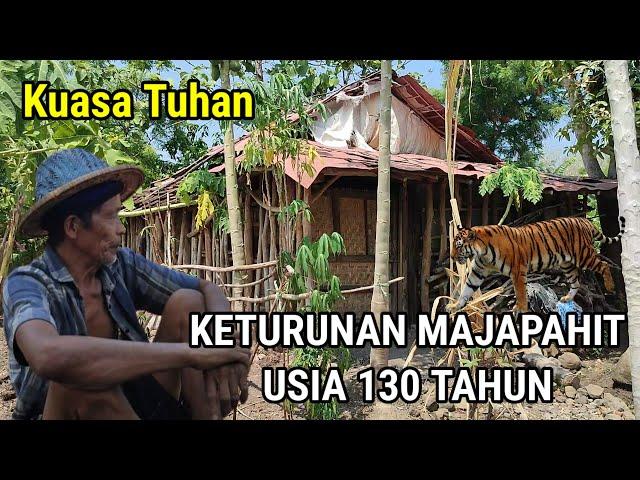 Kuasa Tuhan.! Keturunan Majapahit Usia 130 Tahun Hidup Di Hutan Berteman Macan