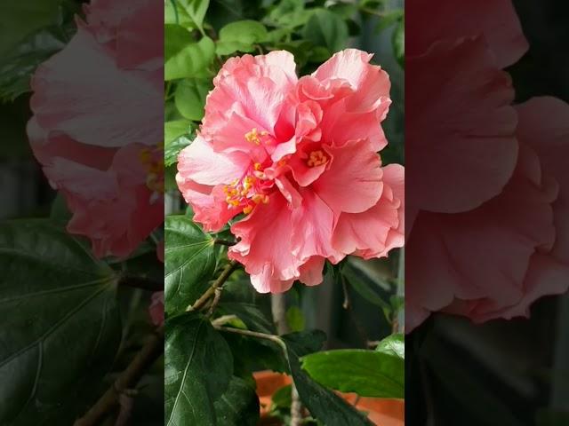 #hibiscus #pinkhibiscus #gardening #plants #likesharesubscribe