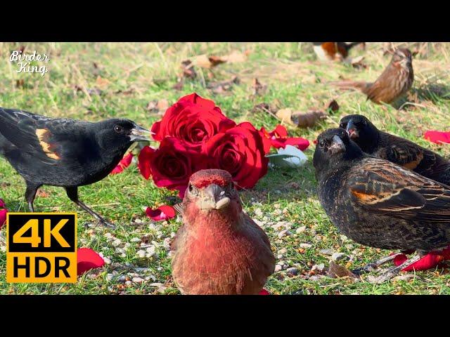 Cat TV for Cats to Watch ‍⬛ Happy Birds with Valentine's Day Treats  4K HDR Cat Games