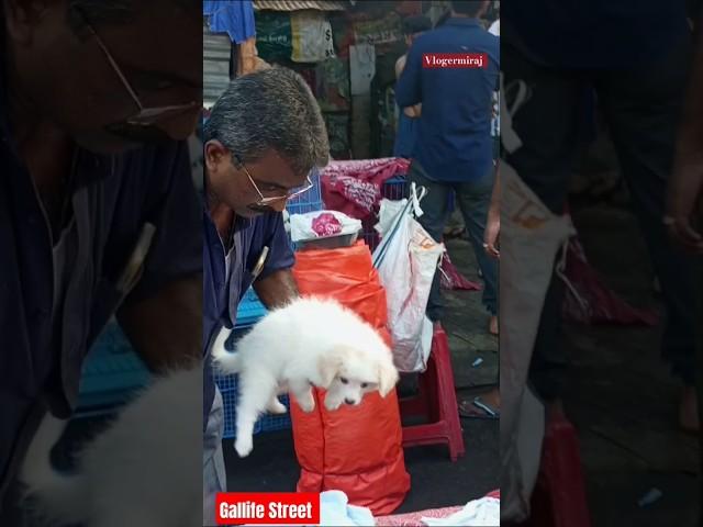 Dog Pet Market kolkata / lowest price puppy dog Kolkata Market / Kolkata  Gallif Street Dogs  Market